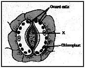 Class 10 Science Chapter 5 Practice Question Answers - Life Processes